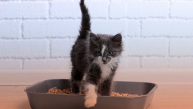 کیفیت خاک گربه چه تأثیری در سلامت گربه دارد؟